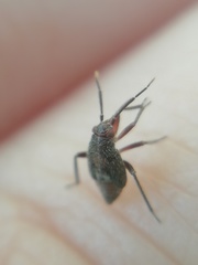 Lygaeoidea
