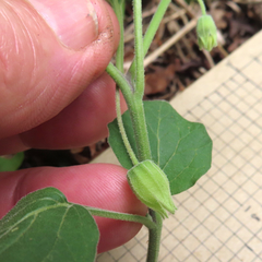 Physalis mollis