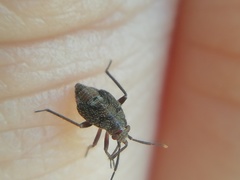 Lygaeoidea
