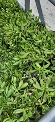 Sedum praealtum