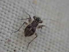 Mesopsocidae