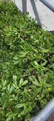 Sedum praealtum