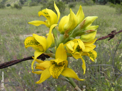 Chloraea lamellata
