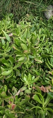 Sedum praealtum