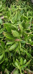 Sedum praealtum