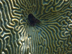 Elacatinus illecebrosus