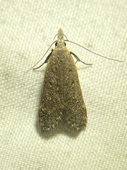 Dichomeris punctidiscellus