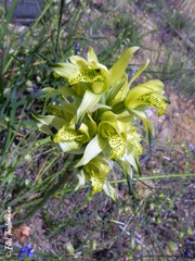Chloraea lechleri