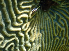 Elacatinus illecebrosus