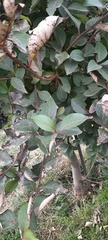 Ulmus parvifolia