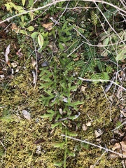 Media resource of Lycopodium lagopus