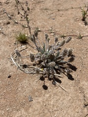Plantago ovata: Herkunft und Verwendung — Foto 3