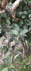 Ulmus parvifolia