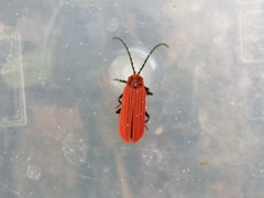 Lopheros rubens