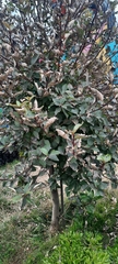 Ulmus parvifolia