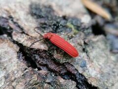 Lopheros rubens