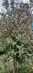 Ulmus parvifolia