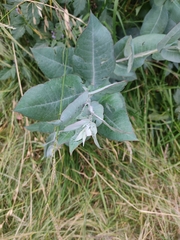 Eucalyptus
