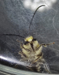 Eucera