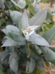Eucalyptus
