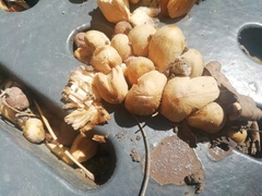 Coprinellus