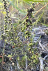 Aspalathus juniperina