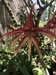 Sprekelia