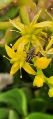 Anthomyia punctipennis