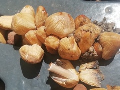 Coprinellus
