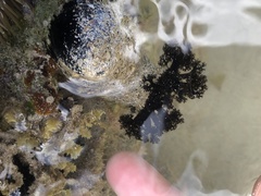 Holothuria cinerascens
