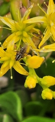 Anthomyia punctipennis