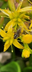 Anthomyia punctipennis