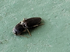 Heteroderes amplicollis