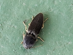 Heteroderes amplicollis