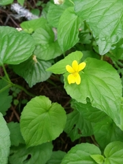 Viola glabella