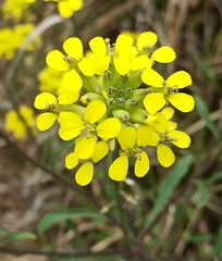 Erysimum crepidifolium