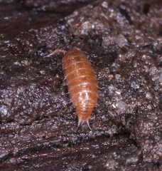 Trichoniscus pusillus