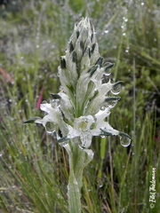 Chloraea multiflora