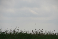 Acrocephalus arundinaceus