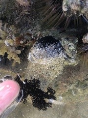 Holothuria cinerascens