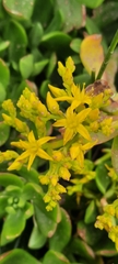 Sedum praealtum