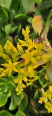 Sedum praealtum