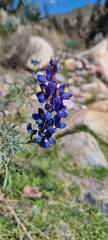 Lupinus altimontanus