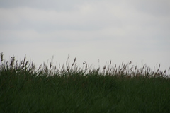 Acrocephalus arundinaceus