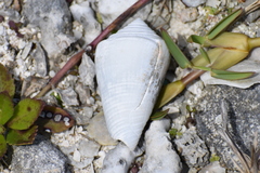 Conasprella bermudensis