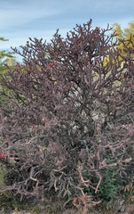 Cylindropuntia thurberi versicolor