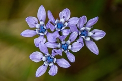 Scilla verna