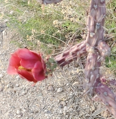 Cylindropuntia thurberi versicolor