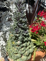 Heterodermia albicans