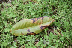 Phyllocnistis magnoliella